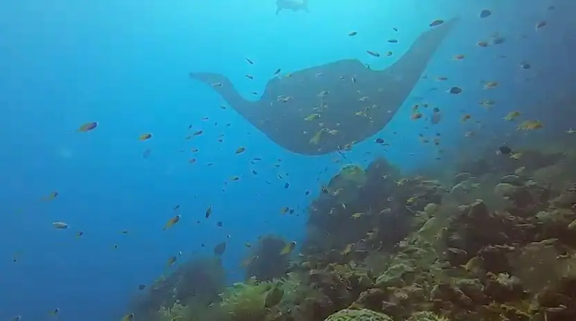 Majestic Black Manta in Raja Ampat