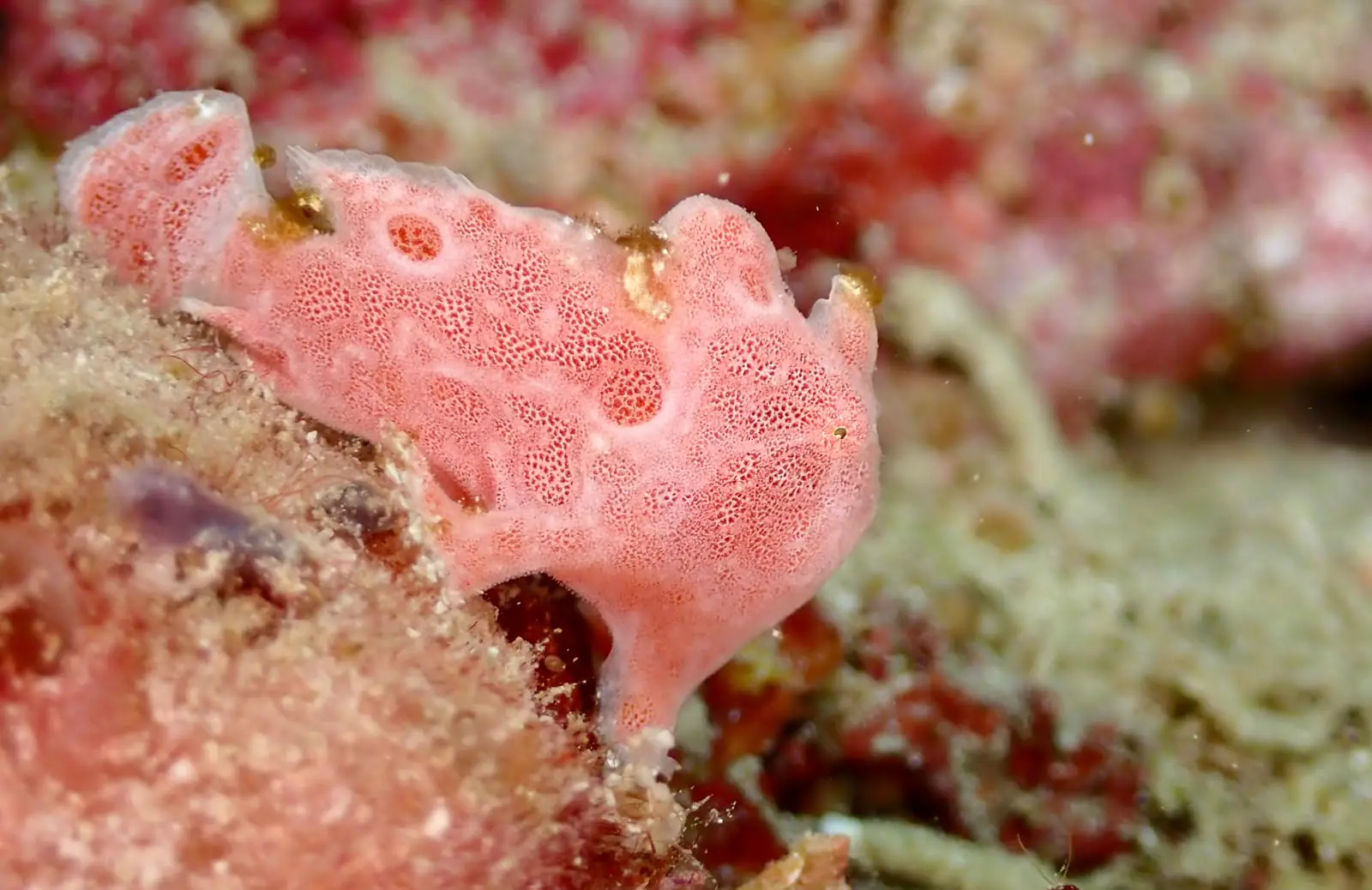 Juvenile Frogfish | Wallacea Dive Cruise