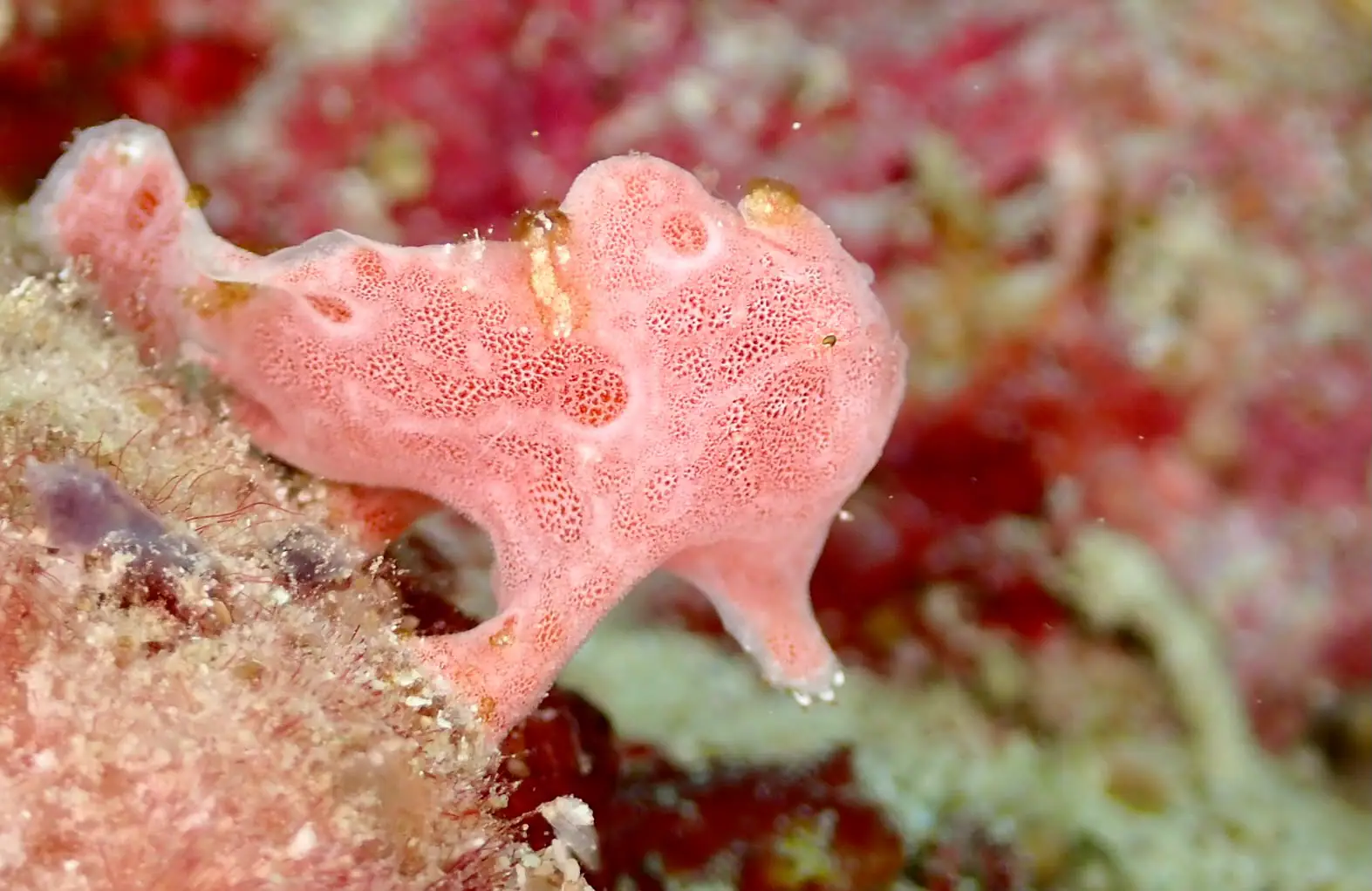 Juvenile Frogfish | Wallacea Dive Cruise
