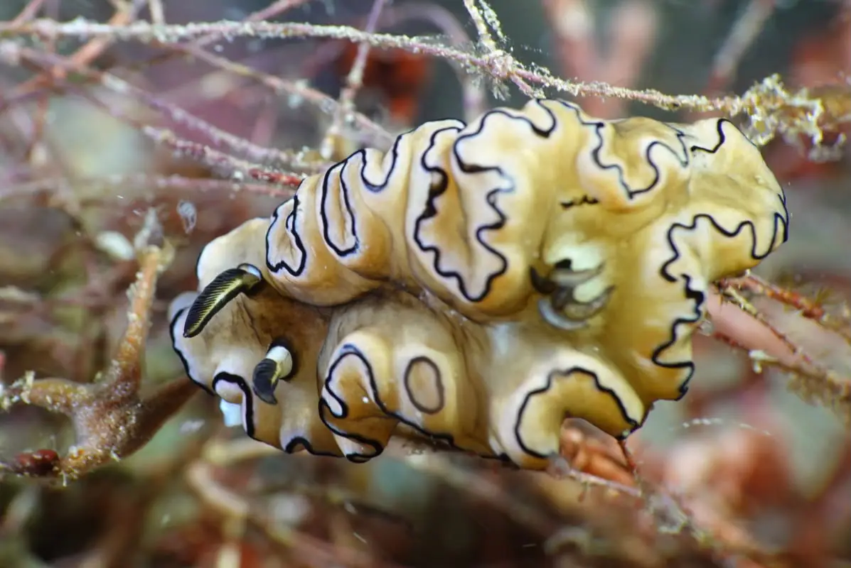 A Unique Tiny Creatures in South Halmahera | Wallacea Dive Cruise
