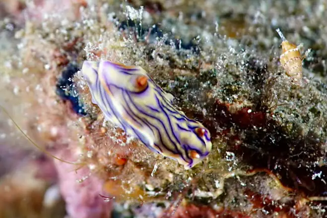 Underwater Photography in South Halmahera | Wallacea Dive Cruise