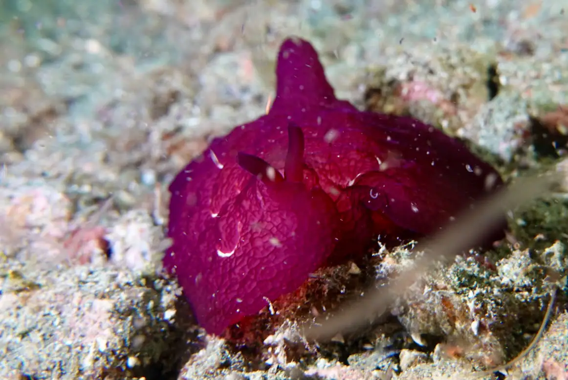 Sea Slug (Nudibranch) Spotted in South Halmahera | Wallacea Dive Cruise