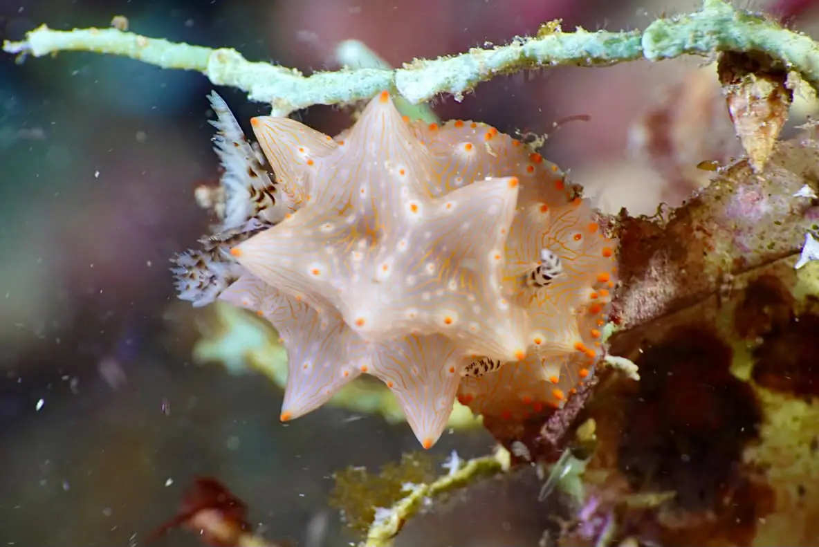 A Macro Diving Photography in South Halmahera | Wallacea Dive Cruise