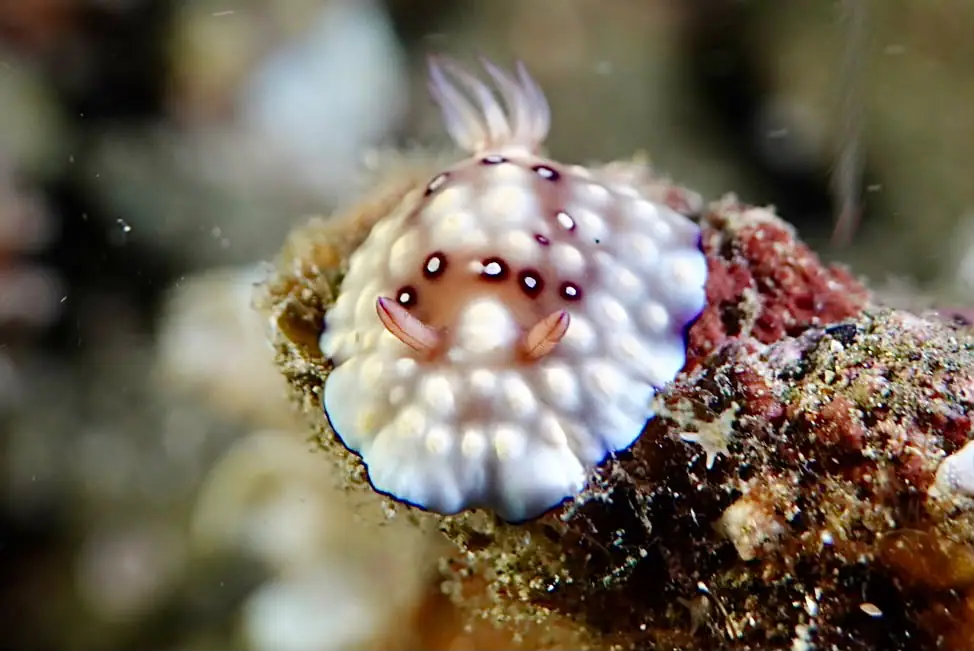 Nudibranch discovered in South Halmahera | Wallacea Dive Cruise