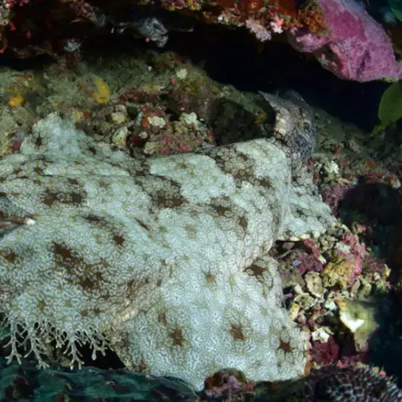 wobeggong shark, hiding between the corals, marine life scene