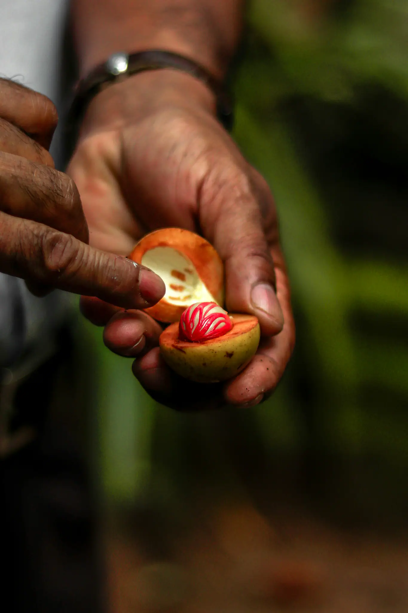 Nutmeg From Spice Island | Wallacea Dive Cruise