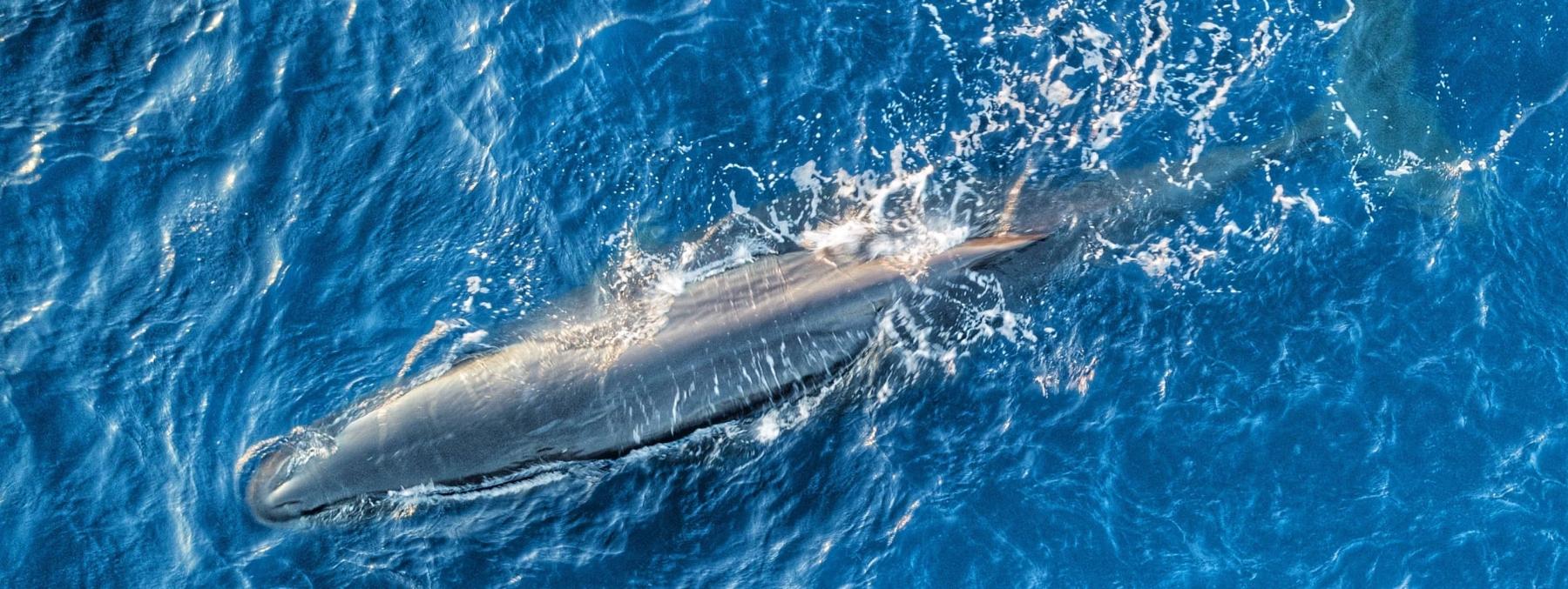 Whale in the Banda Sea