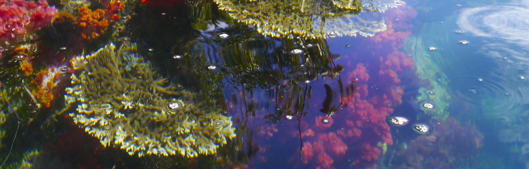 Corals in Triton bay - Triton Bay diving