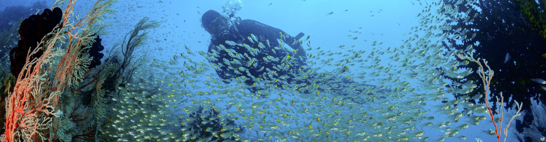 Sulawesi