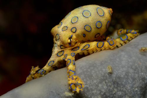 Blueringed octopus 2.jpg