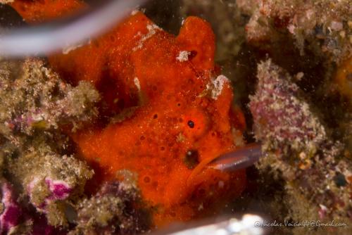 Alor Diving