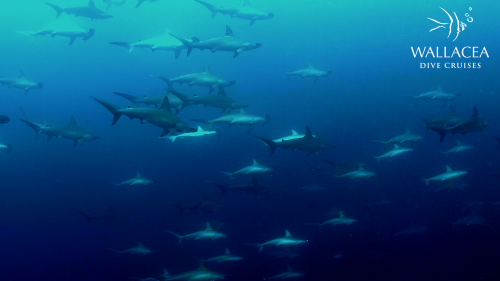 School of hammerhead sharks in Banda Sea - Indonesia Liveaboard - Wallacea Dive Cruise