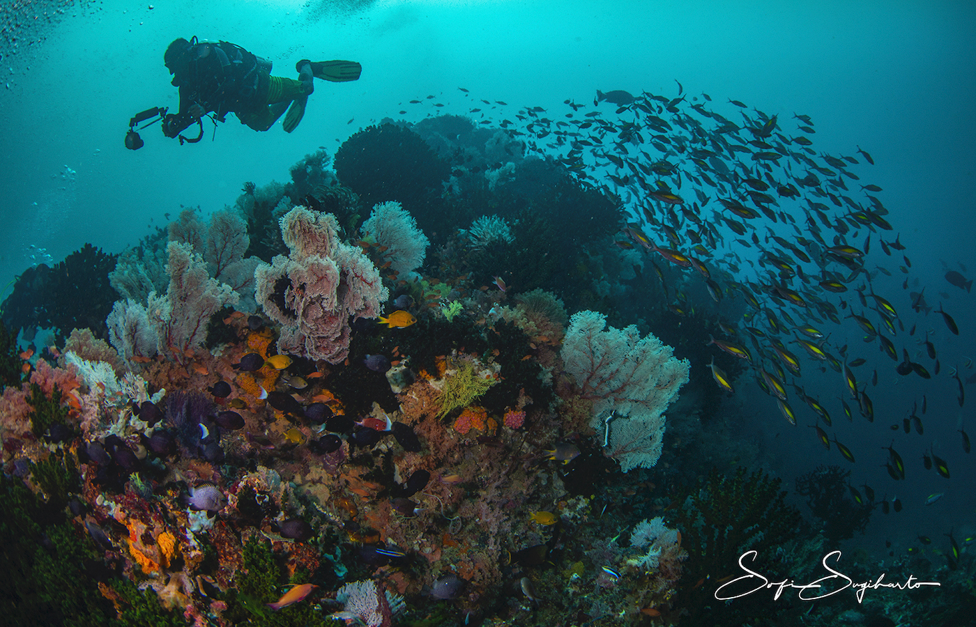 Diving Tompotika Dive Lodge - Sulawesi diving