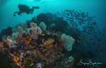 Diving Sulawesi - Tompotika Dive Lodge