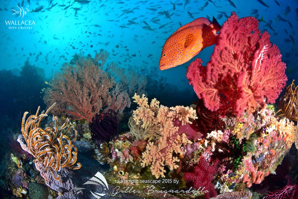 Raja Ampat Liveaboards - Typical scuba diving scene at Misool