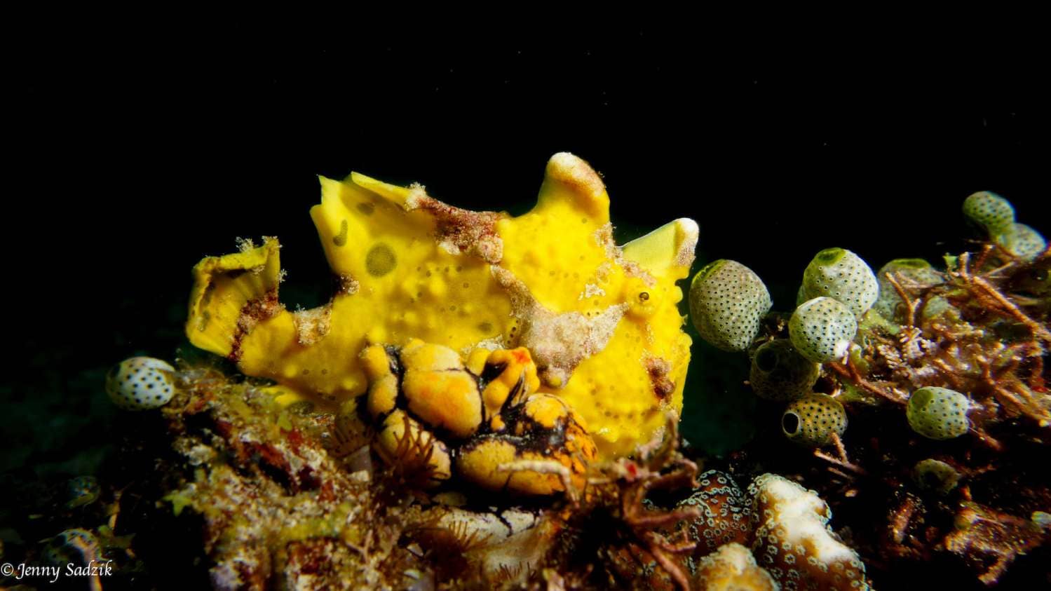 Raja Ampat Liveaboards - Yellow frogfish spotted while diving North Raja Ampat