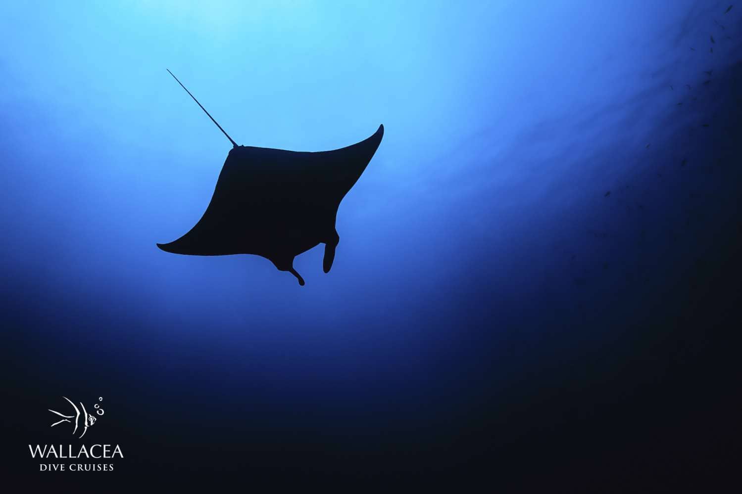 Raja Ampat Liveaboards - Manta ray spotted from below in Dampier Strait