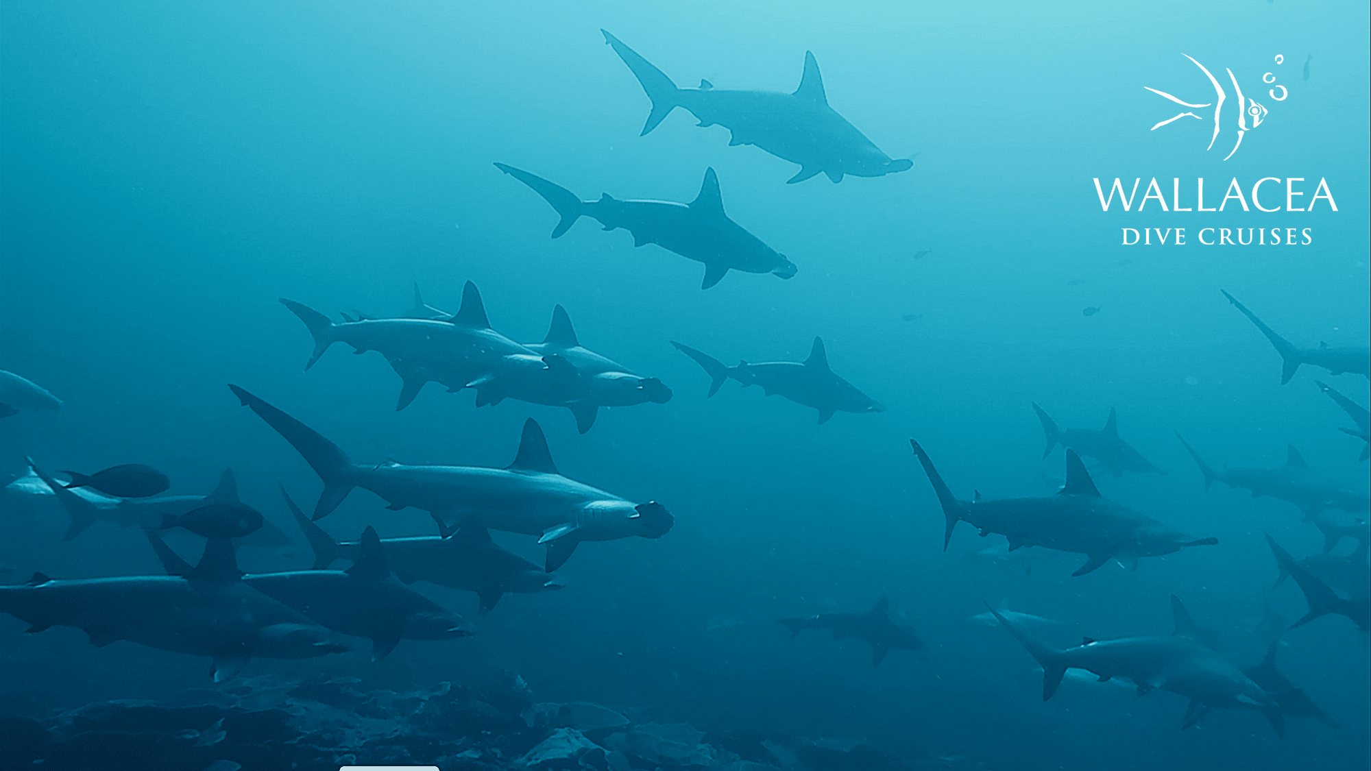 School of hammerhead sharks - Banda Sea diving - Forgotten Islands - Indonesia